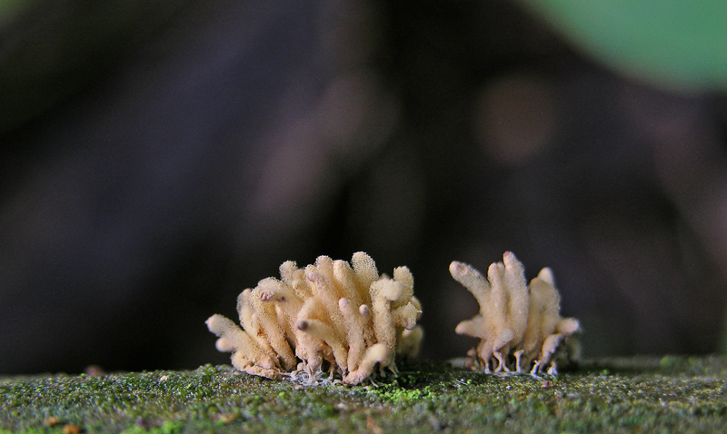 Myxomyceti del 9 giugno.